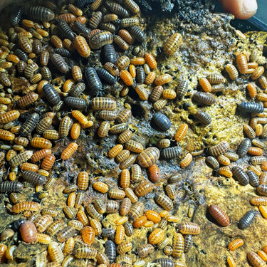 Armadillidium Vulgare